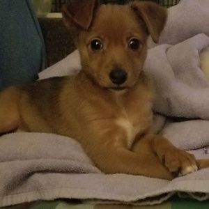 Meet your Posher, Rachel